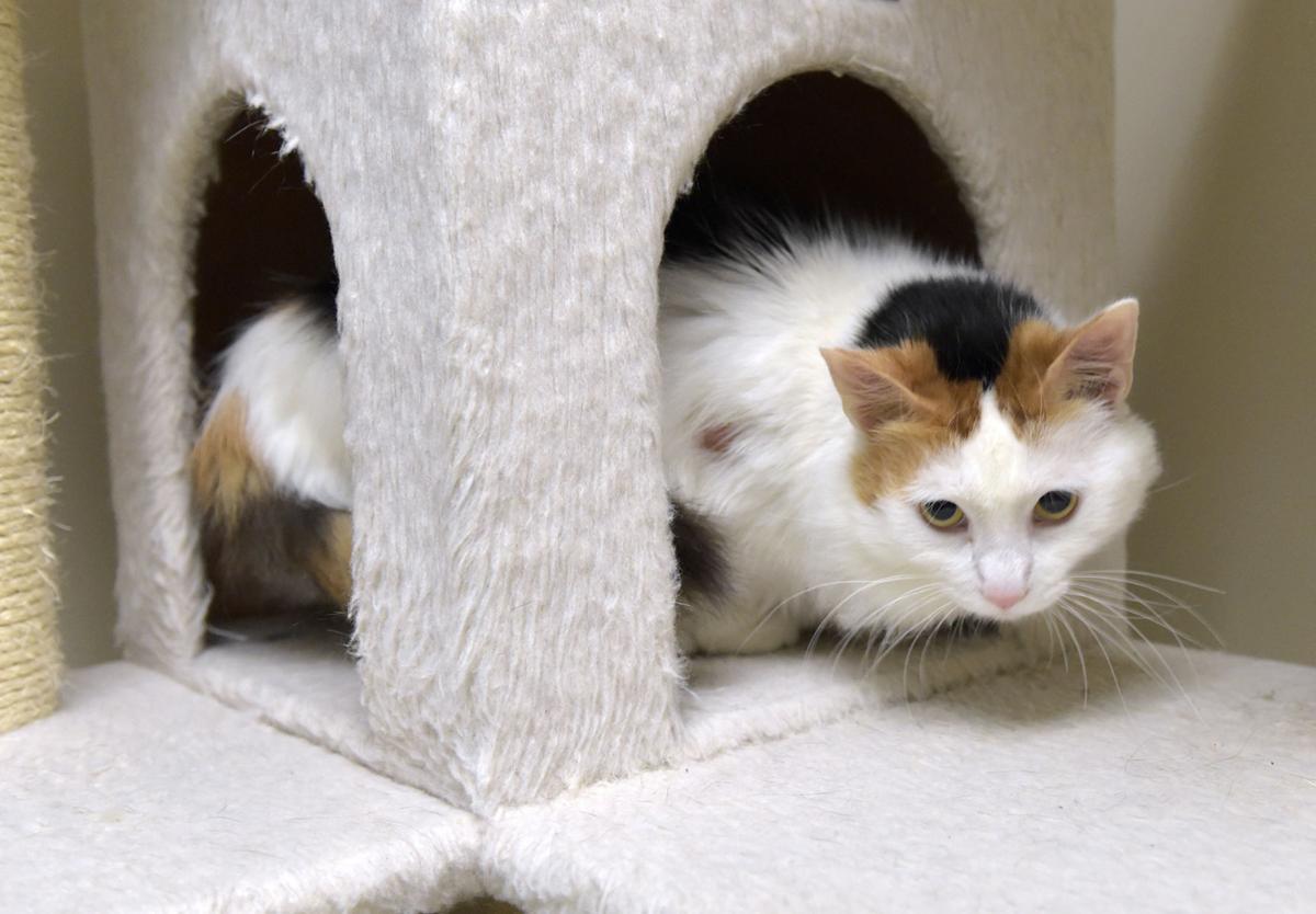 Pet Of The Week Adopt Marie An 8 Year Old Longhair Cat Local