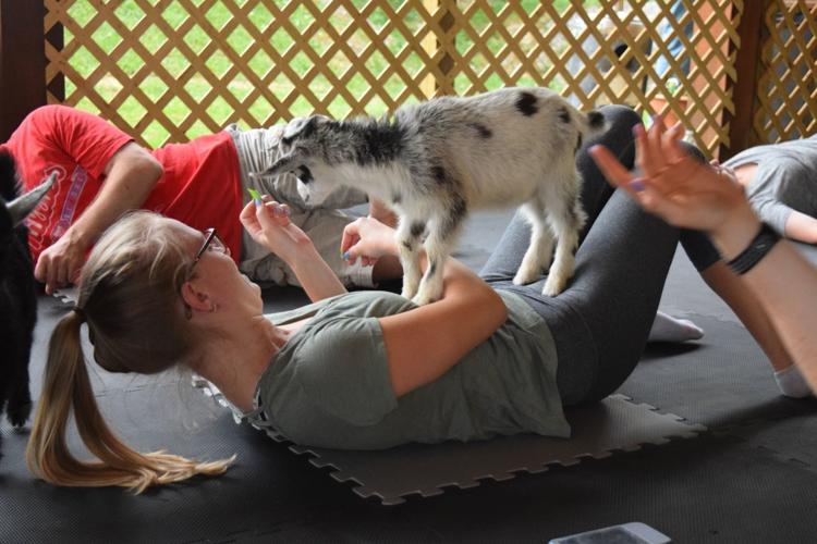 Goat yoga