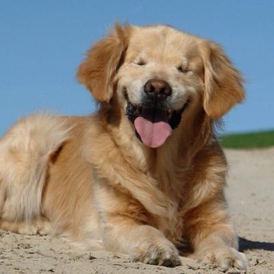 Smiley A Golden Retriever Born Without Eyes Inspires Others As