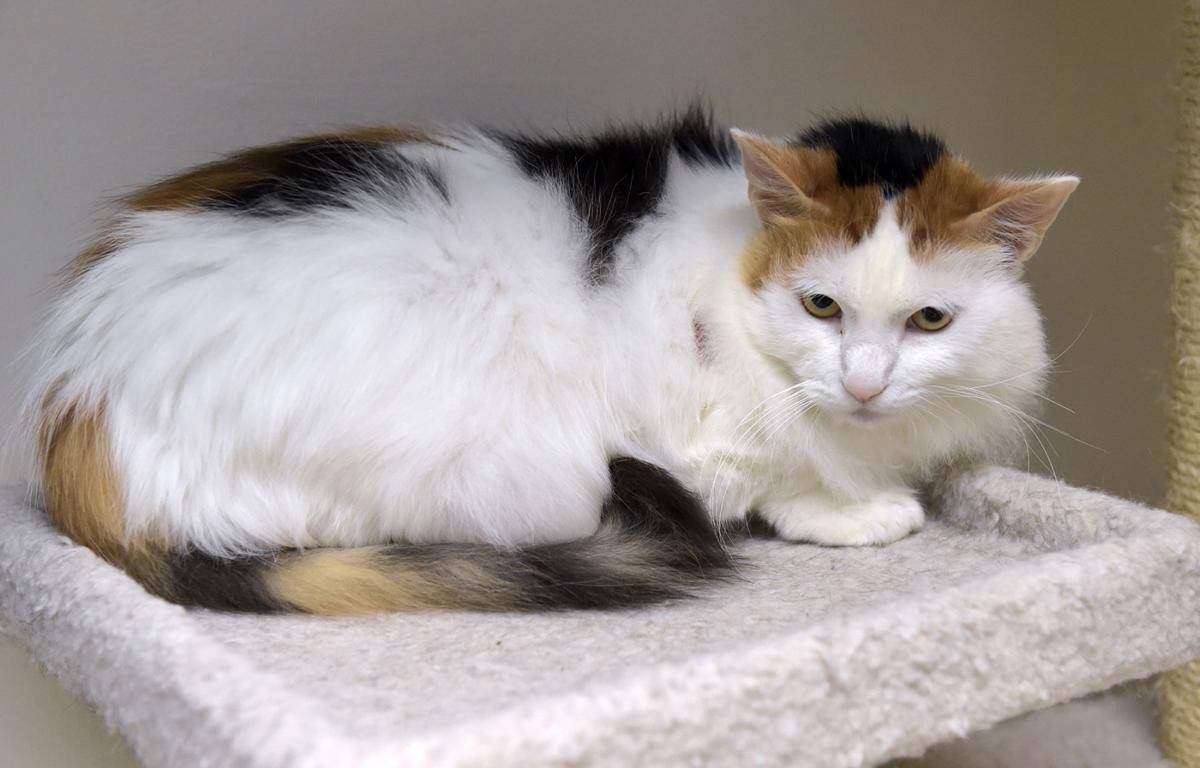 Pet Of The Week Adopt Marie An 8 Year Old Longhair Cat Local
