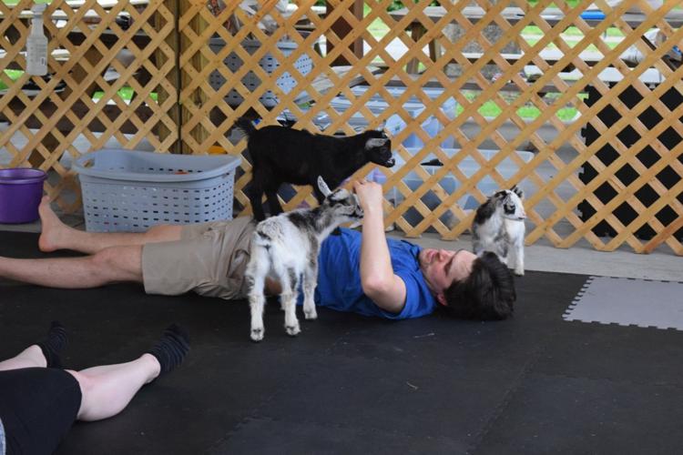 Goat yoga