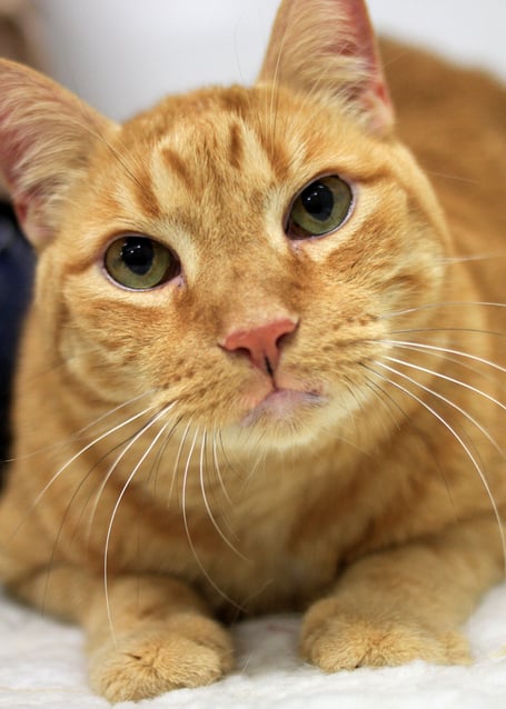 orange tabby cat adoption