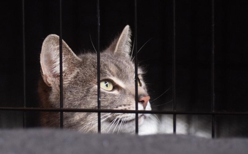 Columbia Cat Action Team holds cats before spaying and neutering