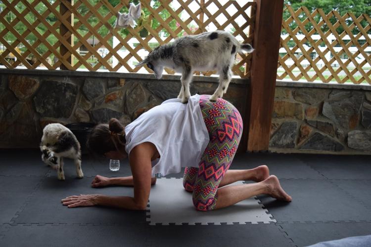 Goat yoga, starring 14 baby pygmy goats, is baack in Lancaster County