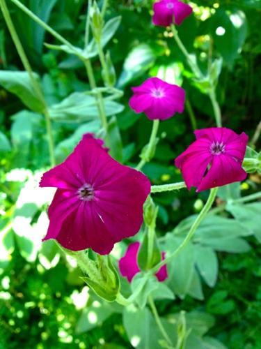 Plant of the month: Rose campion | Lifestyle | lancasteronline.com