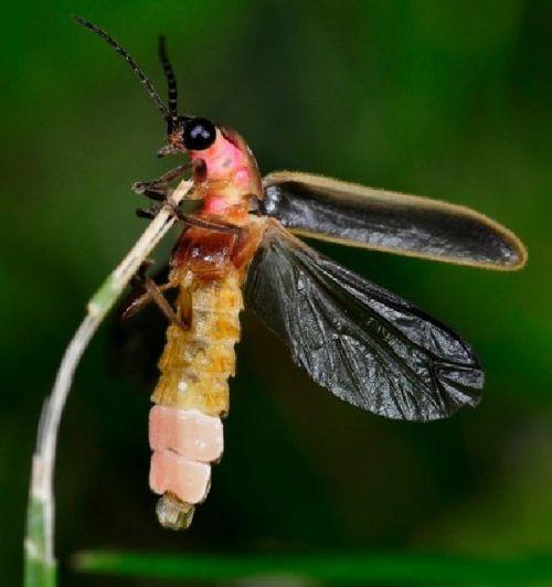 Outdoors Lightning Bugs Setting Summer Nights On Fire News Outdoors Lightning Bugs Setting Summer
