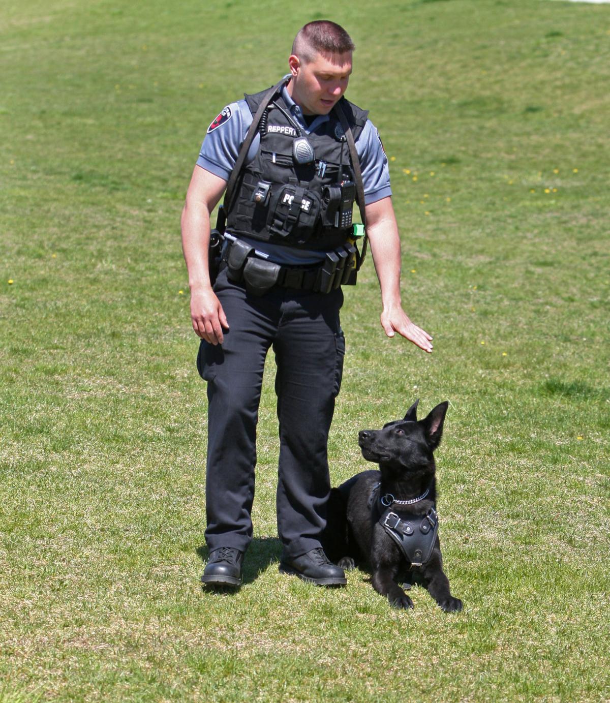 K Dog Training Hatfield Facebook K Dog Training Hatfield Facebook