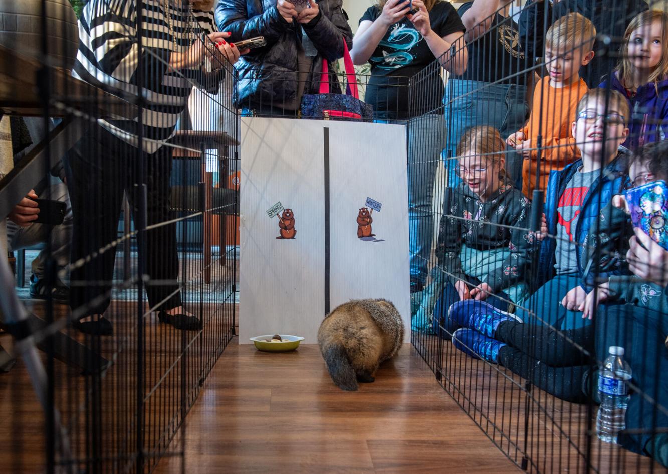 Groundhog Day 2025 5 Lancaster County groundhogs to predict early spring or longer winter