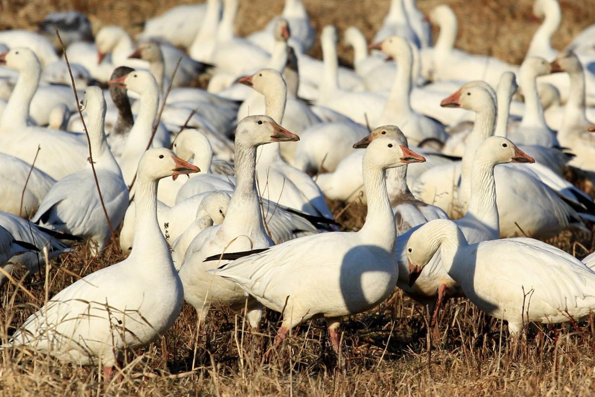 Snow geese at Middle Creek top 100,000; interior roads expected to open this week Local News