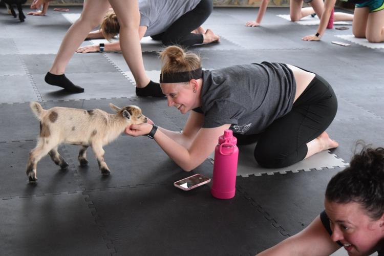 Goat yoga