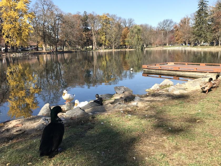 Concern's about algae, apparent lack of birds at Long's Park lake [Lancaster Watchdog]