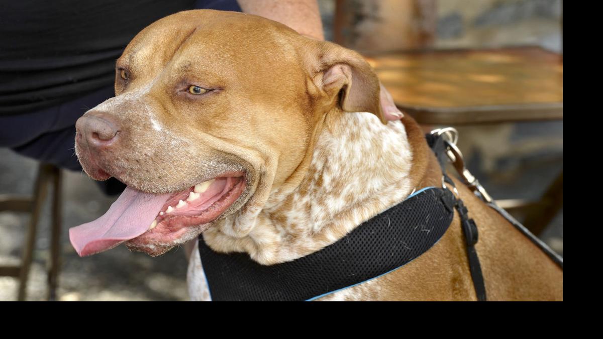 pit bulls why people love and fear