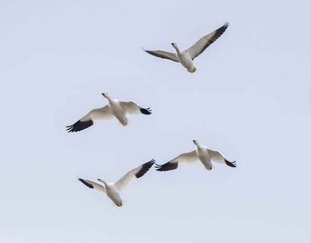 Middle Creek snow geese