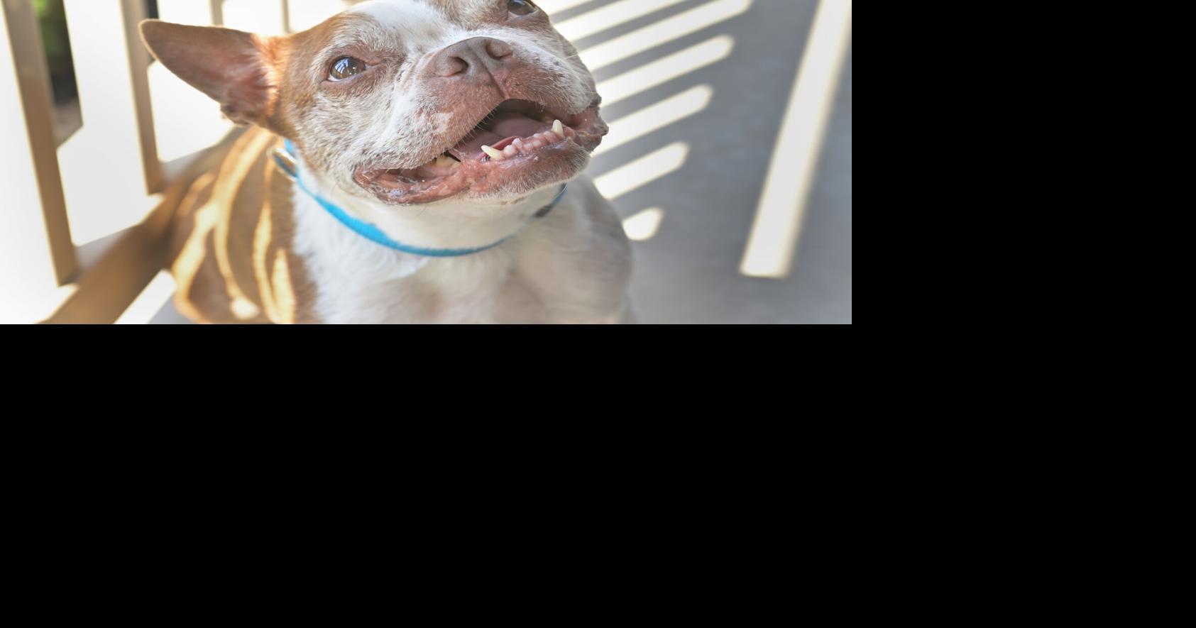 'Our bug-eyed miracle boy': Libre the dog, a law's namesake, is 10 and loving life