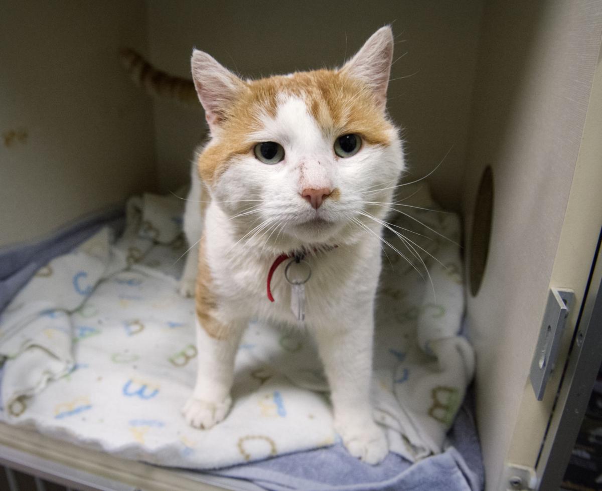 Pet Of The Week Adopt Tommy A 2 Year Old Male Cat Local News