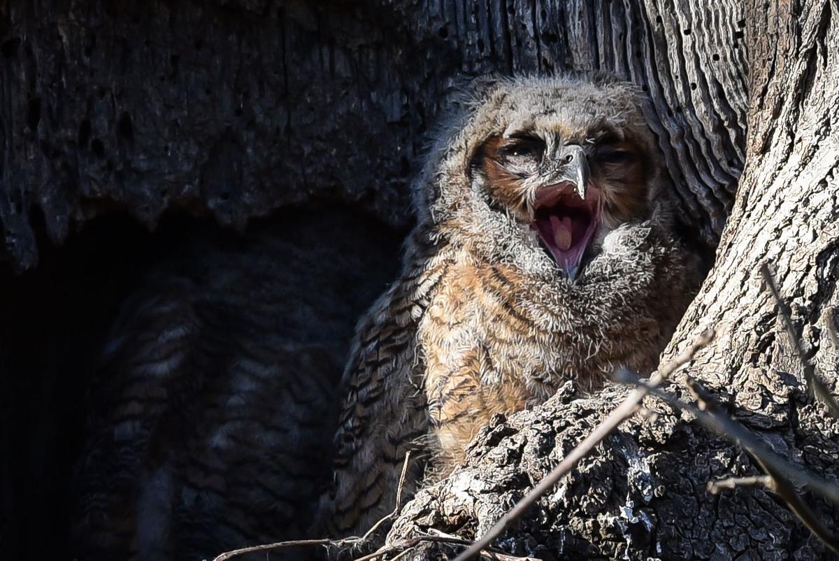 Where to watch great horned owls nesting in Ephrata, Mount Joy Food