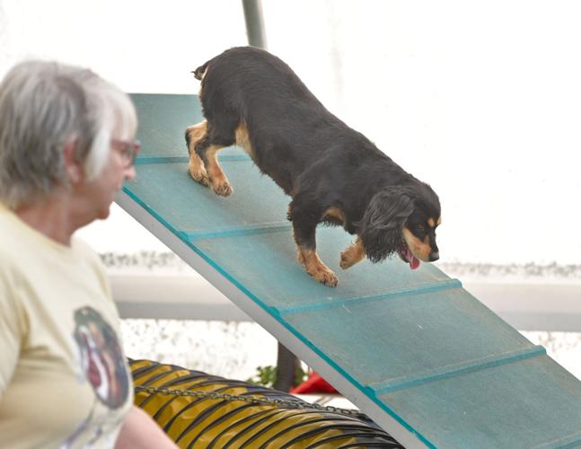 Rocky Creek Dog Agility 10.jpg