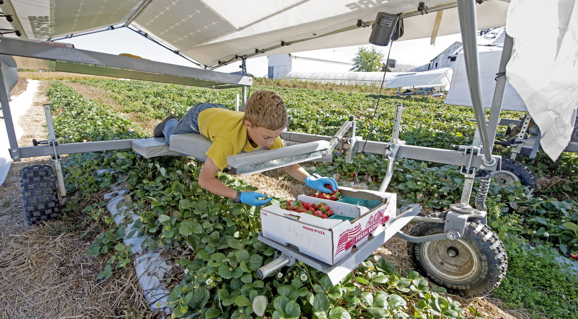 Lititz Firm S Solar Powered Farm Cart Makes For Easy Pickins Local   58139ffd2c438.image 