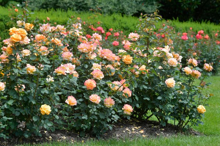 Roses are in full bloom at Hershey Gardens [photos] | Home & Garden ...