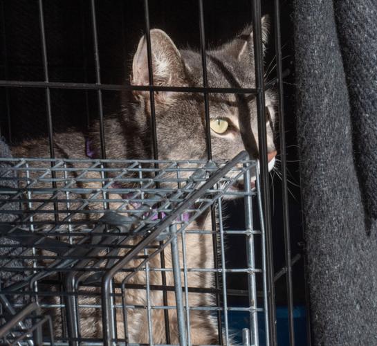 Columbia Cat Action Team holds cats before spaying and neutering