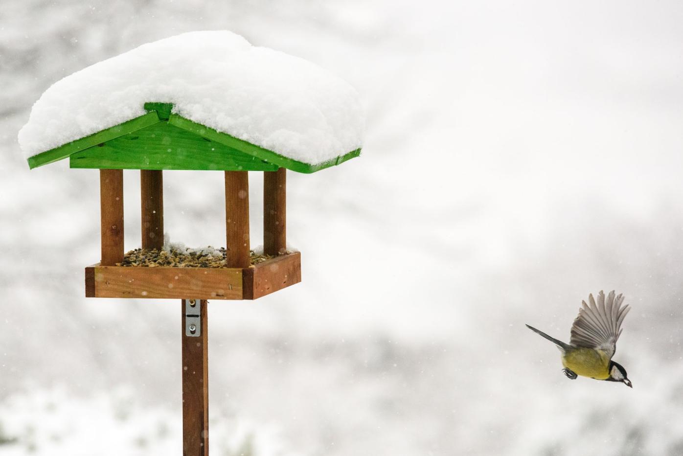 5 Feeder Birds to Watch for this Winter