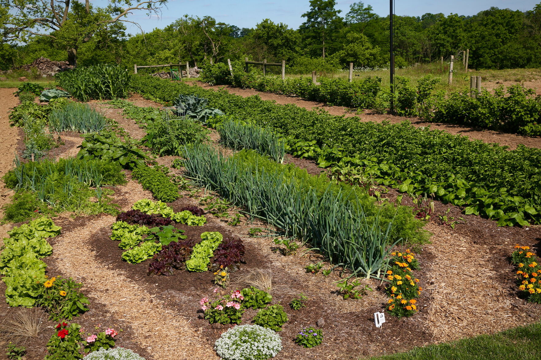 This book takes you inside Amish gardens with advice (and recipes) from women who grow photos Home and Garden lancasteronline picture