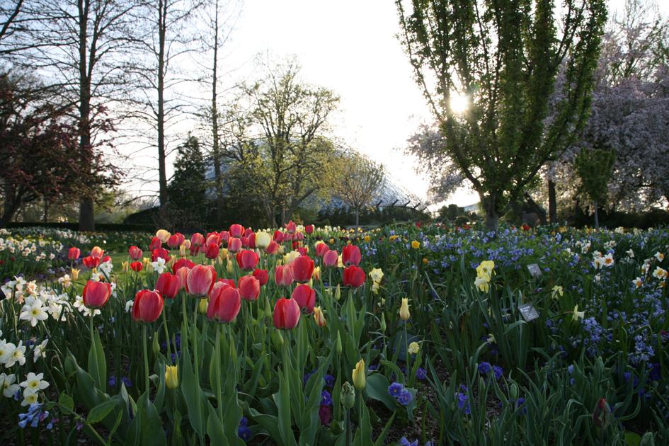 Can I plant my Easter bulbs outside? Tips on lilies