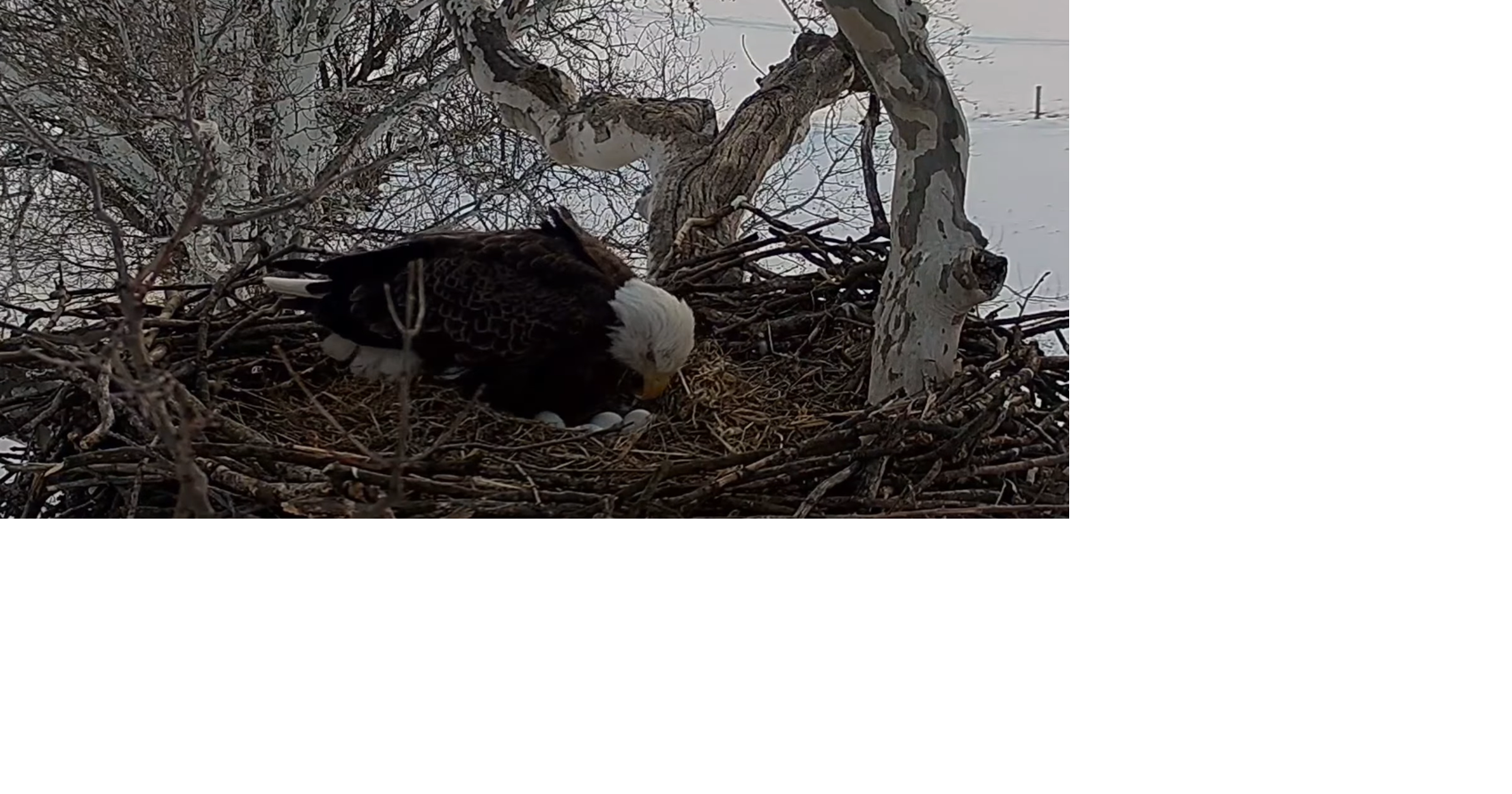 Pennsylvania's live bald eagle nest has 4 eggs; Here's how to watch