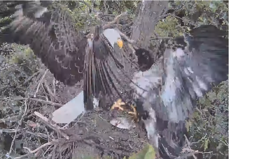 Hanover eaglet knocked from nest; birds were just days from fledging