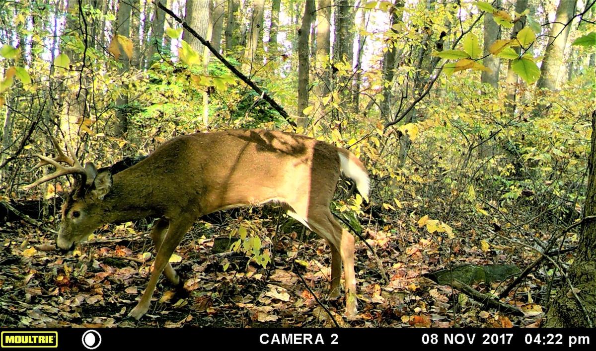 Pa Game Commission Issues 4 400 Extra Doe Tags For Cwd Area That Covers Part Of Lancaster County Sports Lancasteronline Com