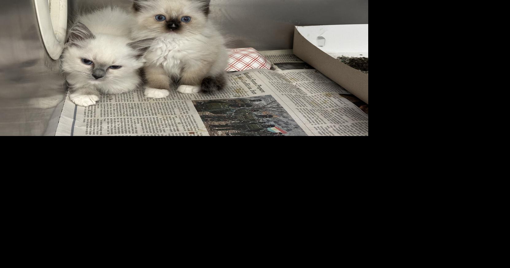 Ragdoll cats seized from Lancaster Township home available for adoption