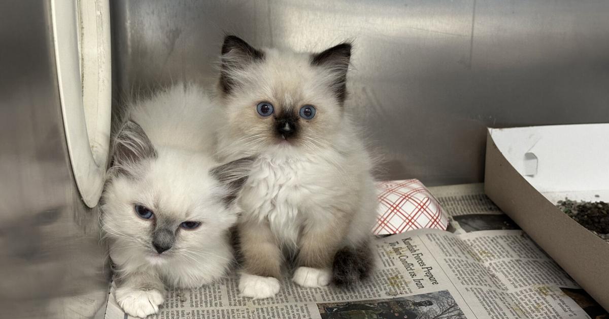 Ragdoll cats seized from Lancaster Township home available for adoption