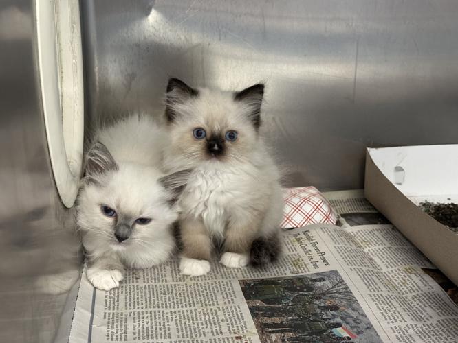 Ragdoll cats seized from Lancaster Township home available for adoption |  Local News | lancasteronline.com
