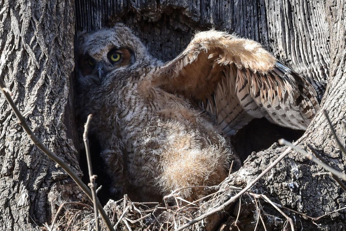 Where to watch great horned owls nesting in Ephrata, Mount Joy Food