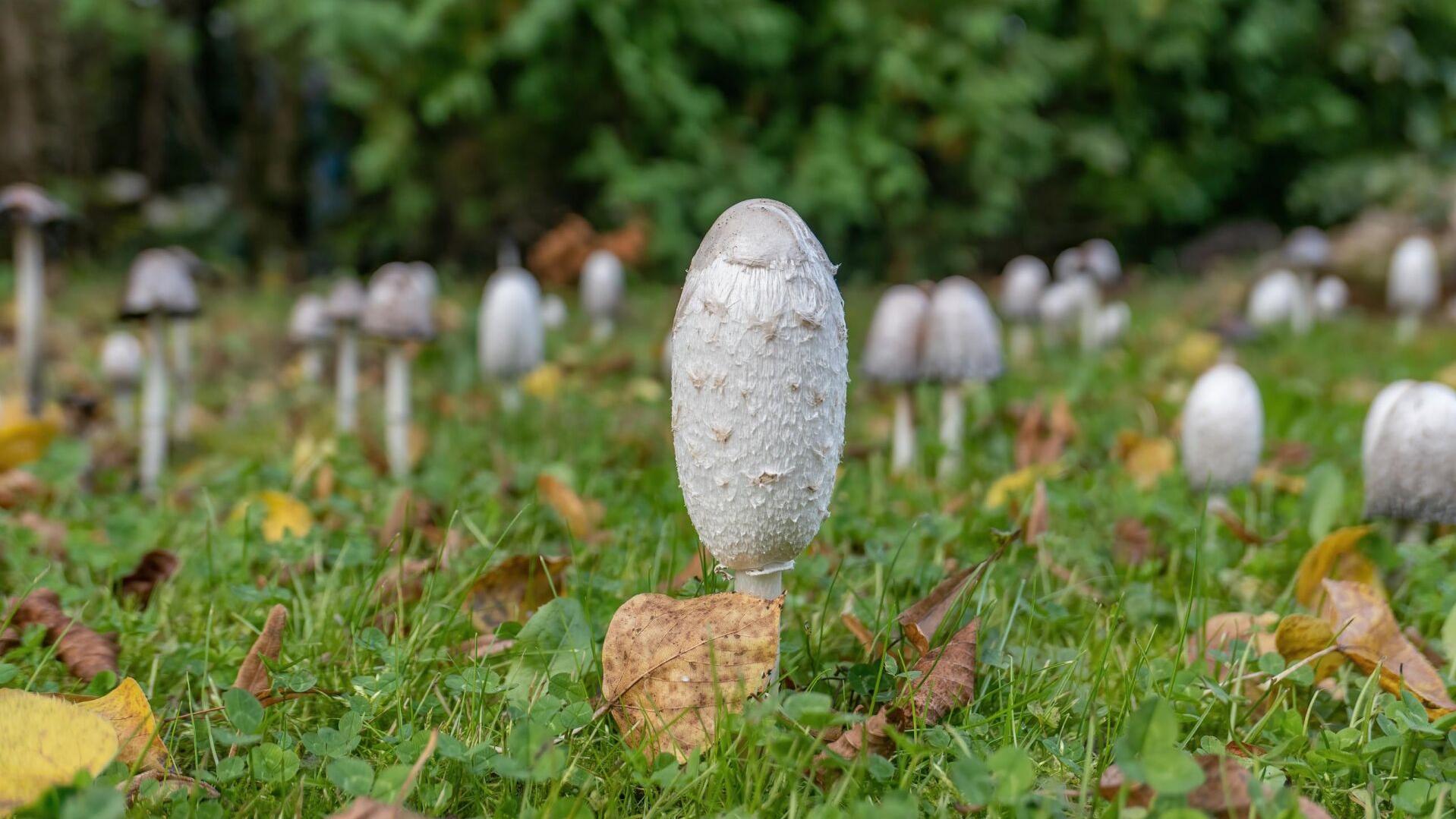 Tour 21 Lancaster County gardens, learn how to spot deadly mushrooms: 43 classes and events for plant people to try in July - Vimarsana News