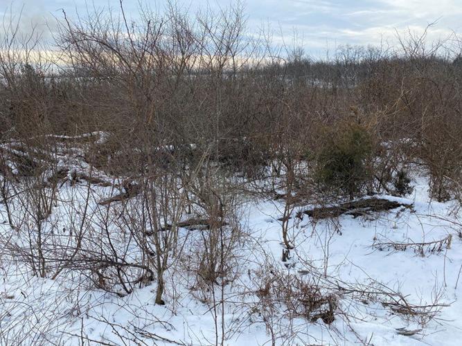 Will the bobwhite quail return to Pennsylvania? [outdoors] Outdoors