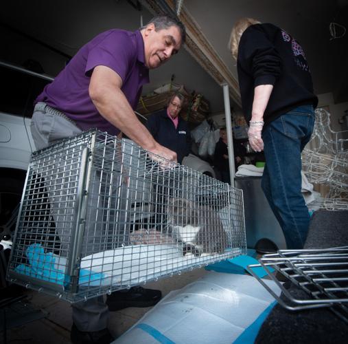 Columbia Cat Action Team holds cats before spaying and neutering