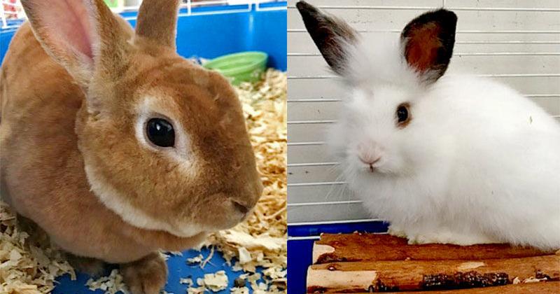 Friendly, fluffy rabbit pals Waffles and Marshmallow are looking for ...