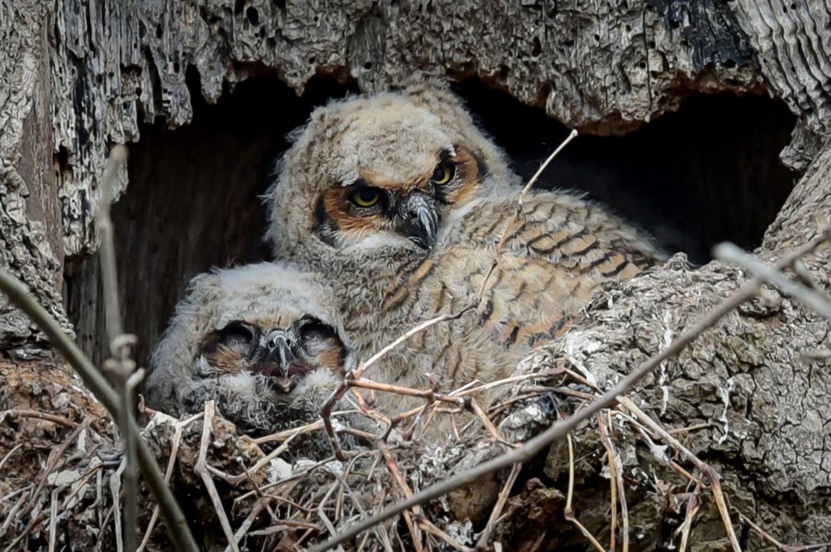 Where to watch great horned owls nesting in Ephrata, Mount Joy Food