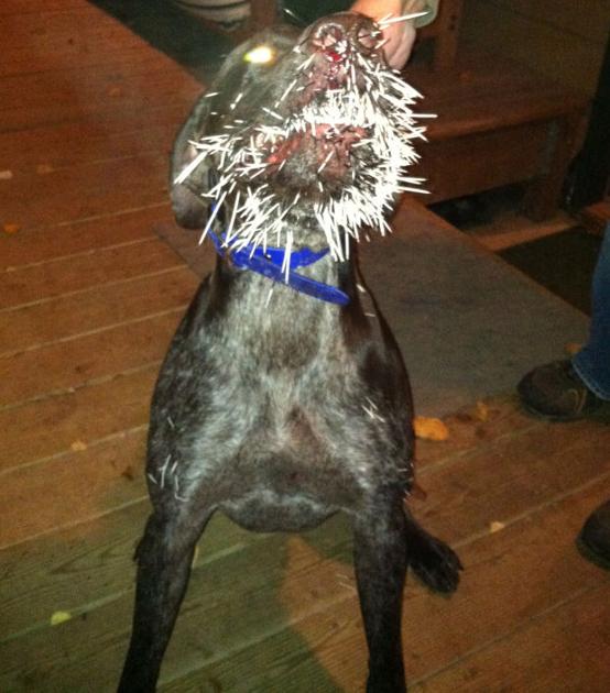 Snert S Porcupine Face Lancasteronline Com