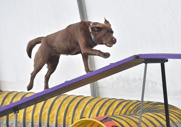 Rocky Creek Dog Agility 11.jpg
