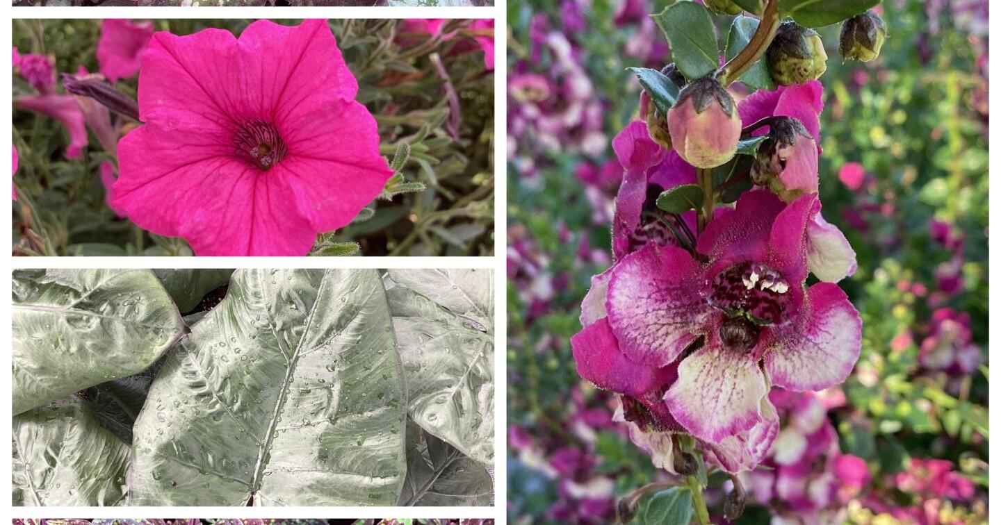 42 top-scoring plants to find for your 2024 garden, from alocasia to tradescantia - Vimarsana News
