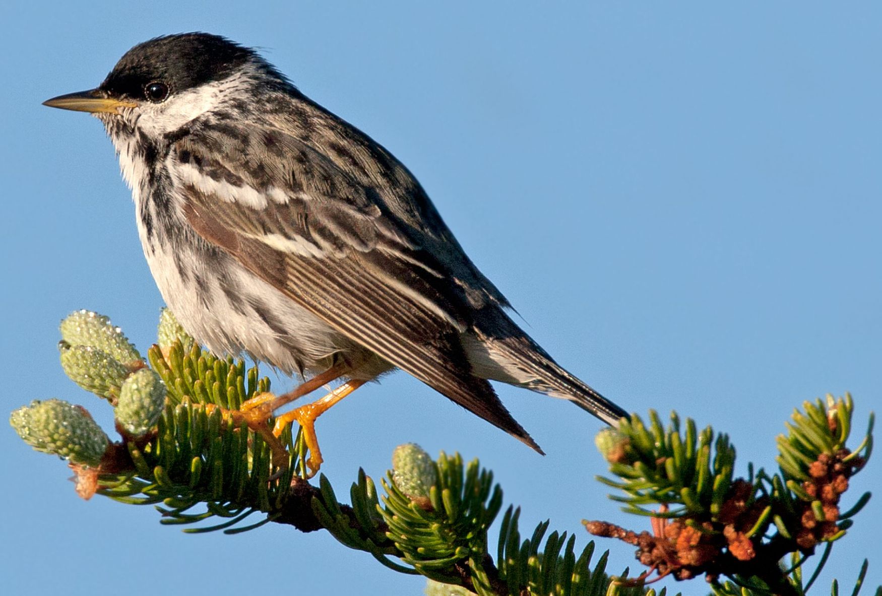High-tech monitoring unlocks mysteries of bird migration | Local
