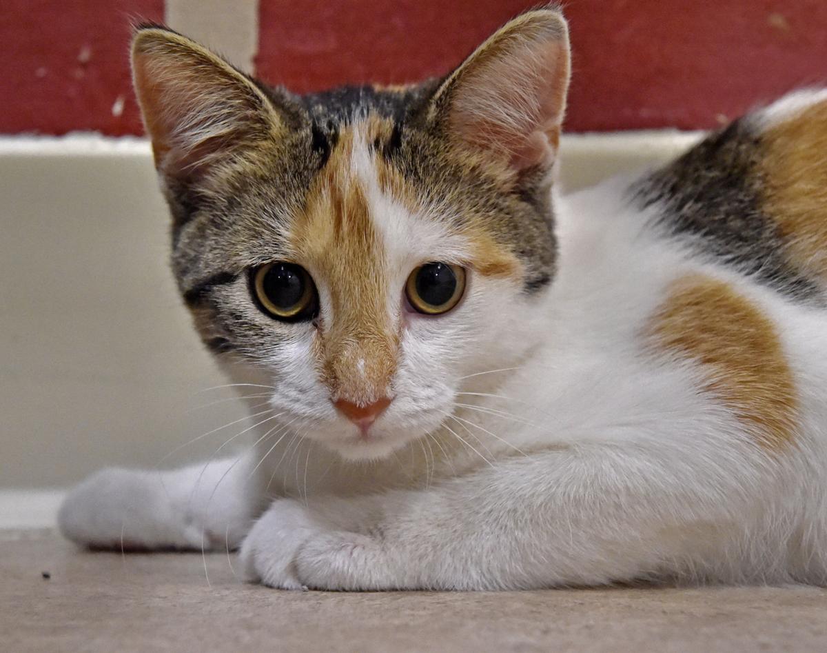Pet Of The Week Adopt Abby A 3 Month Old Short Haired Calico