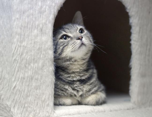 Pet of the week Adopt Jasper, a 5monthold kitten Local News