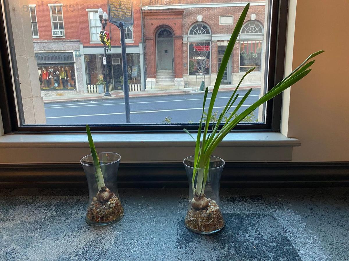 A guide to grow your own paperwhite and amaryllis bulbs indoors this