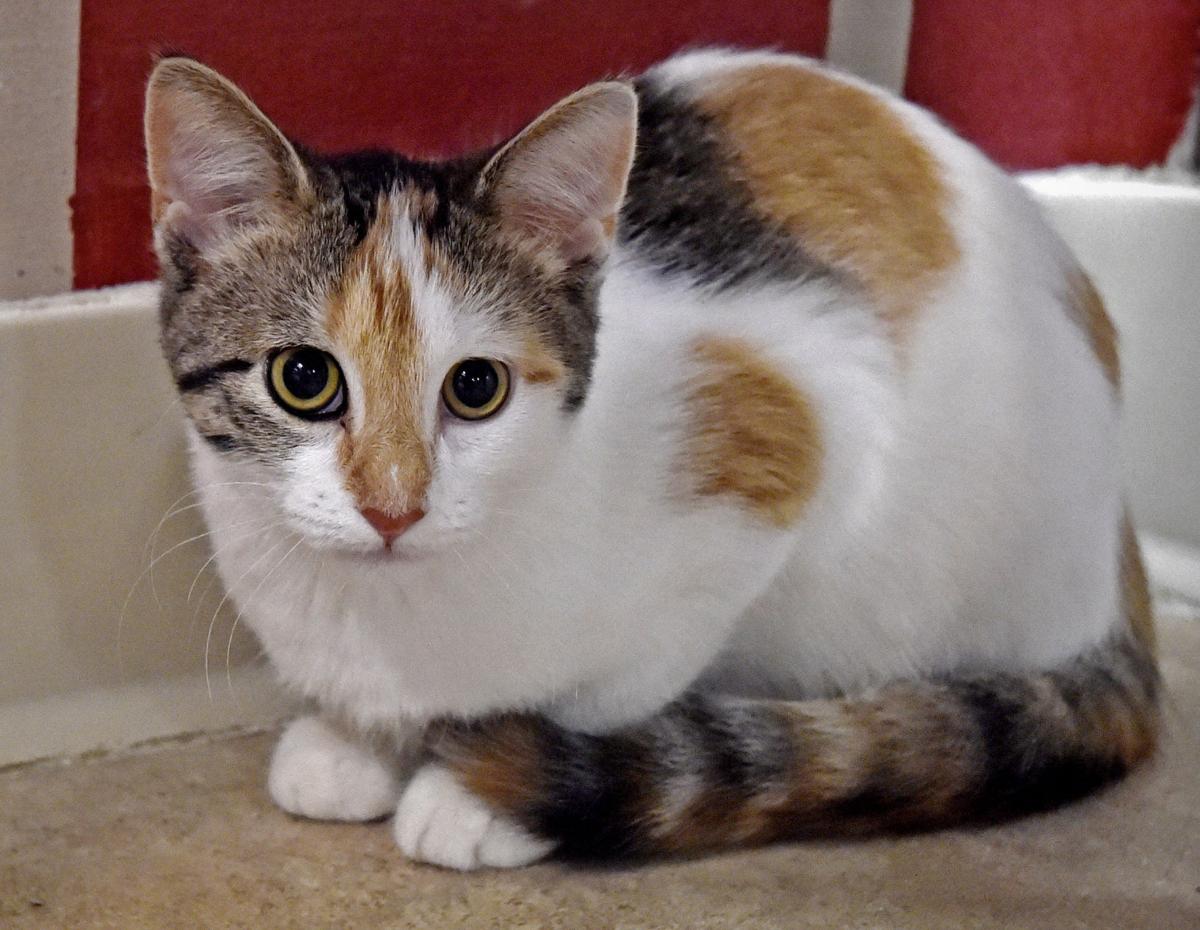 Pet Of The Week Adopt Abby A 3 Month Old Short Haired Calico