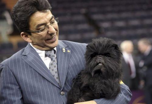 Local Handler Helped Banana Joe Become The Top Dog At Westminster News Lancasteronline Com