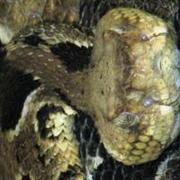 Disected Rattler Rallying for rattlers | Sports | lancasteronline.com
