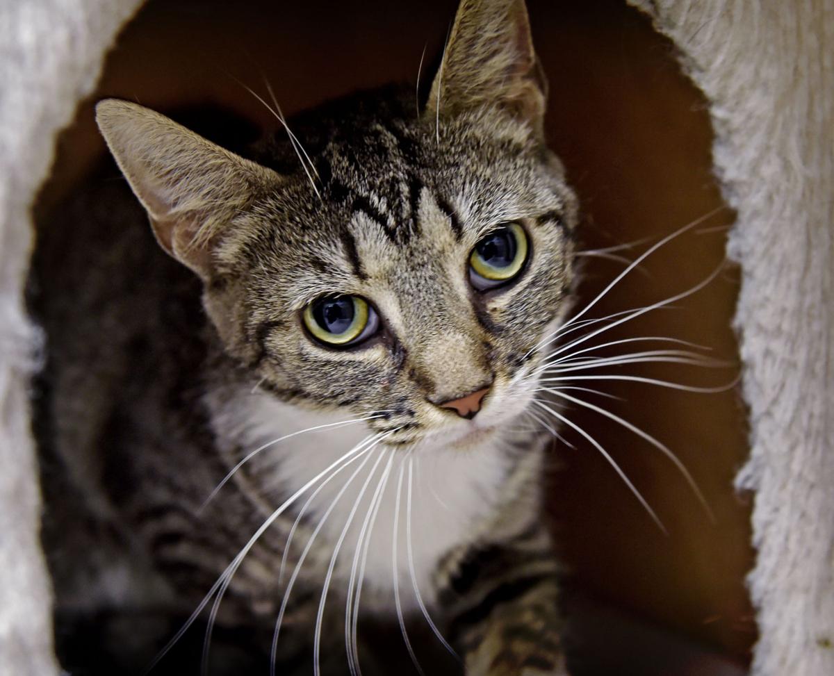 Pet of the week Adopt Gwendolyn, a 1yearold cat Local News